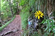17 Bel sentiero nel bosco in lieve saliscendi, con fiori di stagione